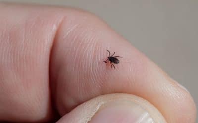How To Get Rid Of Ticks And Prevent Them From Coming Back