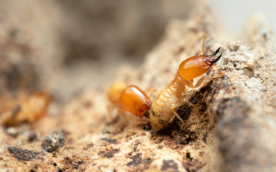 Signs of Termite Damage: When to Call in the Professionals