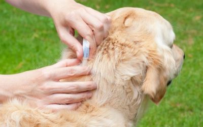 Can Your Home Get Fleas Without Pets?