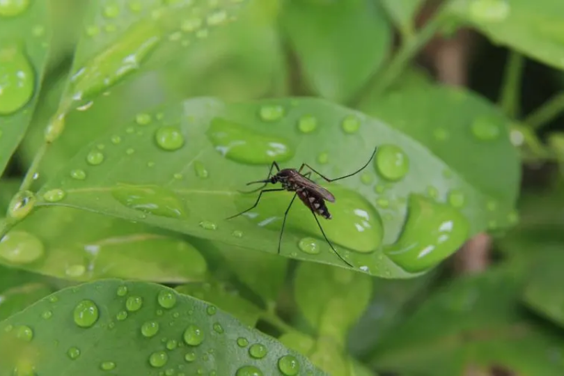 Tips for Reducing Mosquitoes Around Your Home
